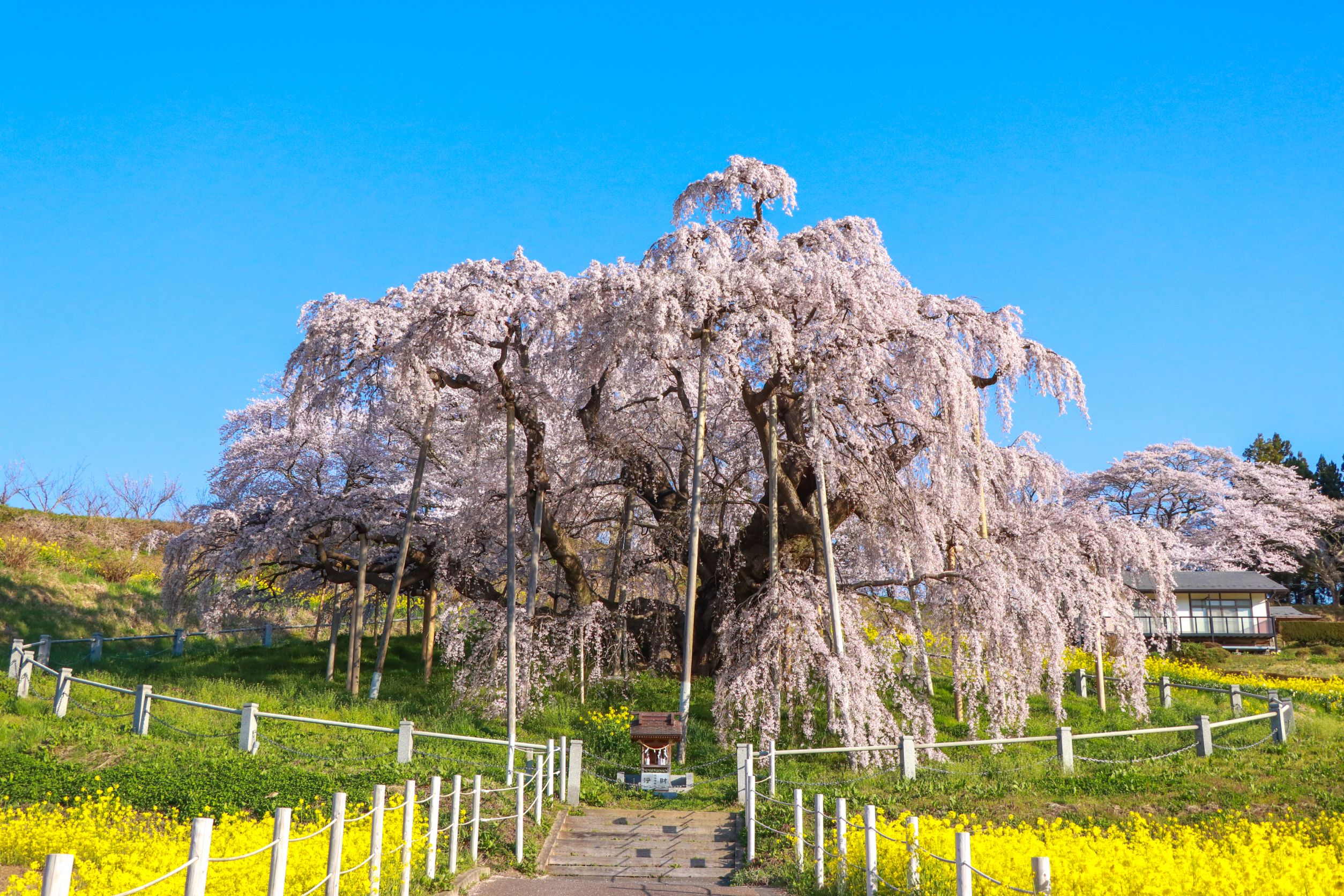福島県　三春滝桜